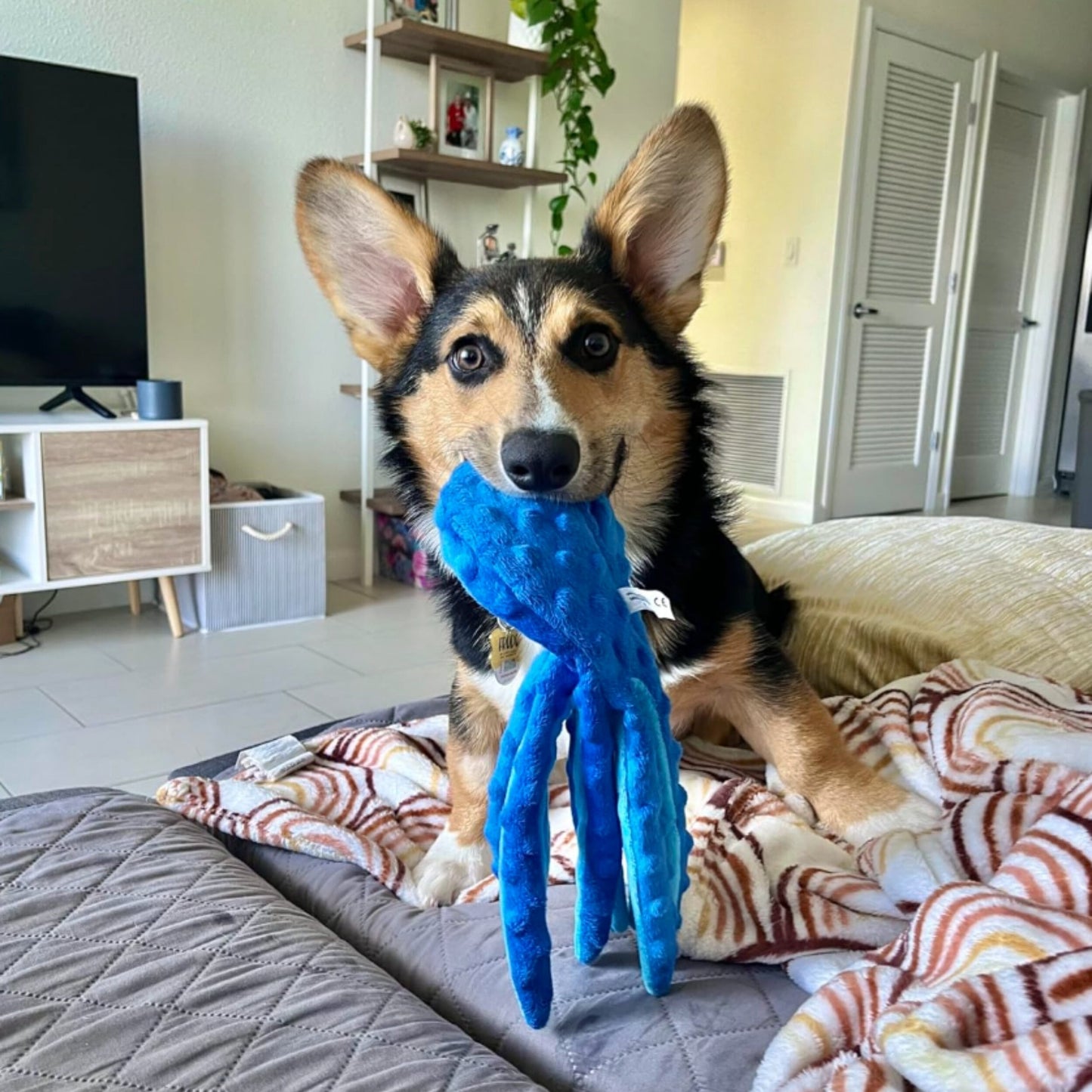 Jouet poulpe résistant à la mastication